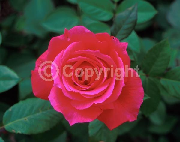 Pink blooms; Salmon blooms; Deciduous; Broadleaf