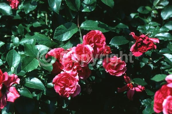 Red blooms; Deciduous; Broadleaf