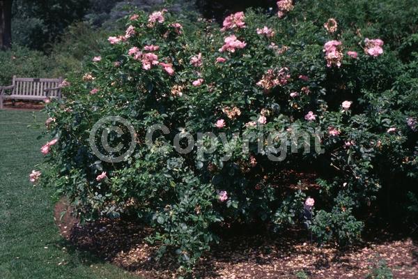 Red blooms; Deciduous; Broadleaf