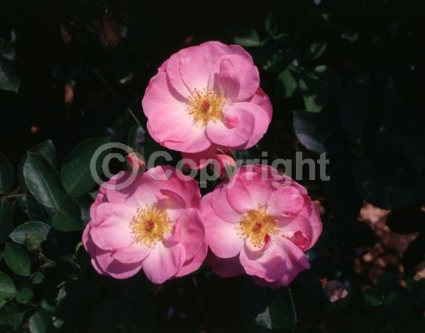 Red blooms; Deciduous; Broadleaf