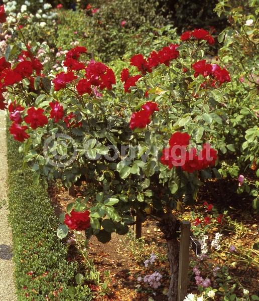 Red blooms; Deciduous; Broadleaf