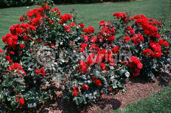 Red blooms; Deciduous; Broadleaf