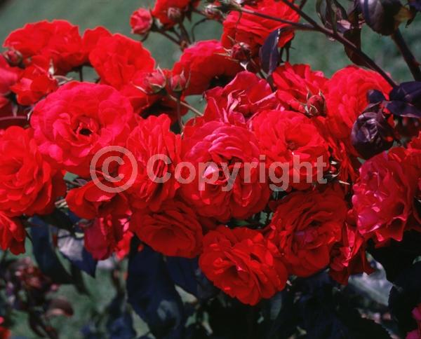 Red blooms; Deciduous; Broadleaf