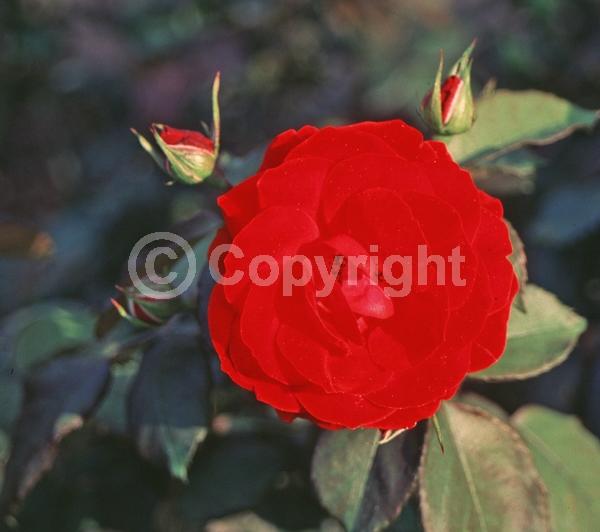 Red blooms; Deciduous; Broadleaf