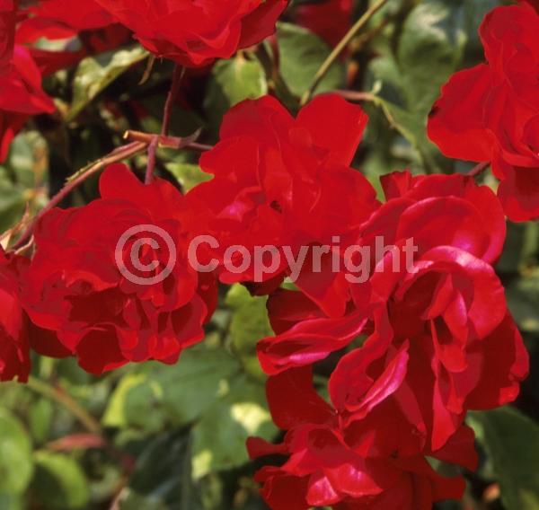 Red blooms; Deciduous; Broadleaf