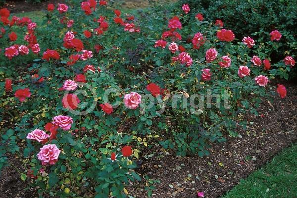 Red blooms; Pink blooms; Deciduous; Broadleaf