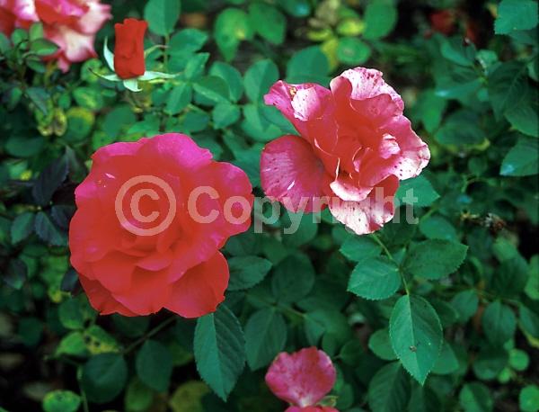 Red blooms; Pink blooms; Deciduous; Broadleaf