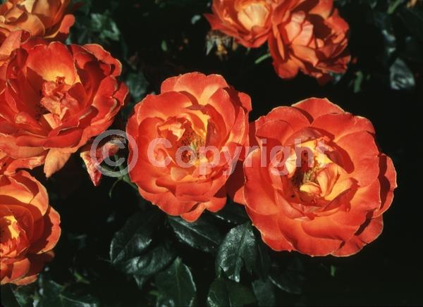 Orange blooms; Deciduous; Broadleaf