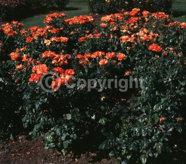 Orange blooms; Deciduous; Broadleaf