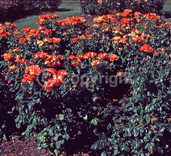 Orange blooms; Deciduous; Broadleaf