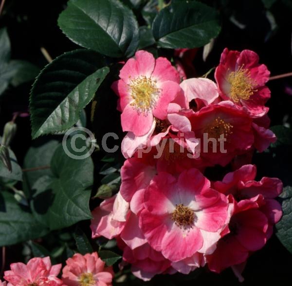 Red blooms; Deciduous; Broadleaf
