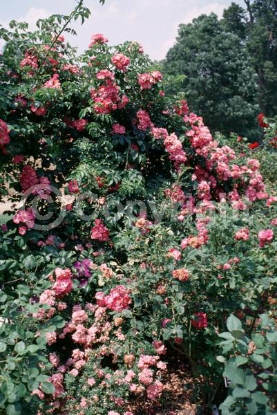 Red blooms; Deciduous; Broadleaf