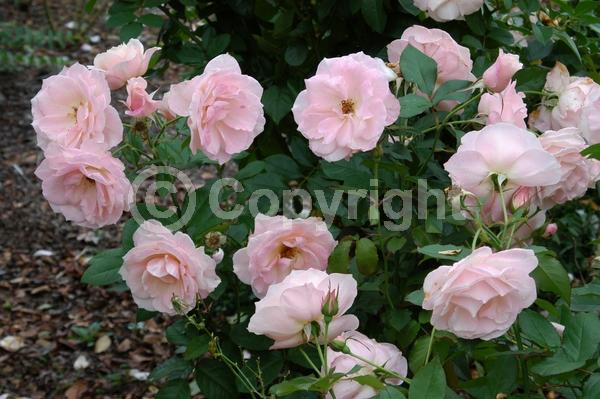 Pink blooms; Deciduous; Broadleaf