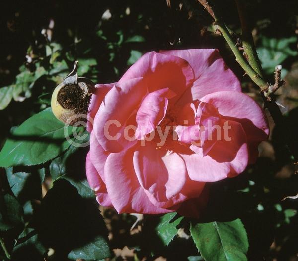 Pink blooms; Deciduous; Broadleaf