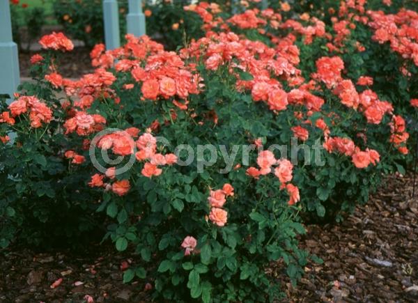 Salmon blooms; Deciduous; Broadleaf