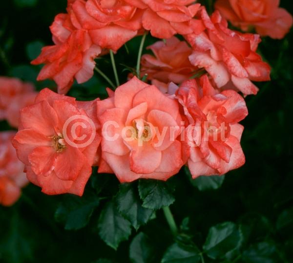 Salmon blooms; Deciduous; Broadleaf