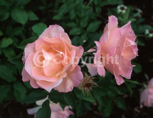 Pink blooms; Deciduous; Broadleaf