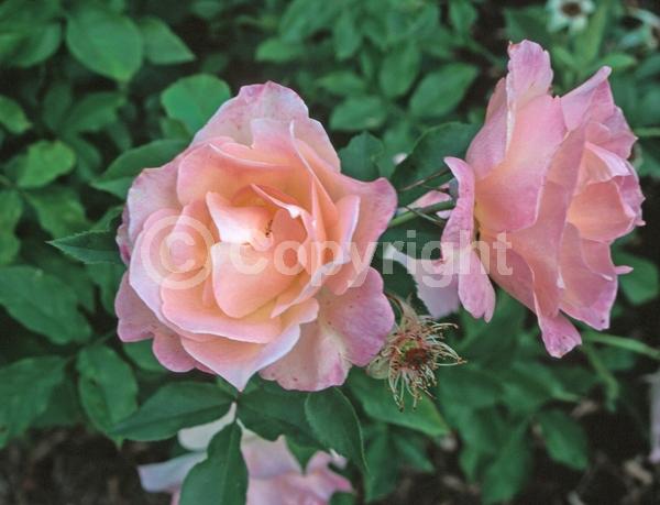 Pink blooms; Deciduous; Broadleaf