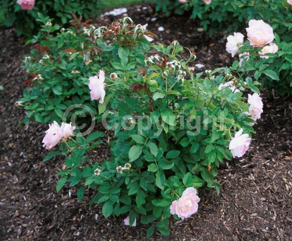 Pink blooms; Deciduous; Broadleaf