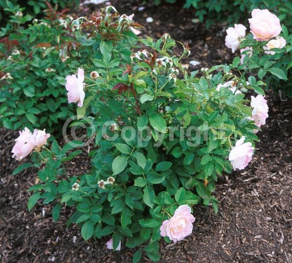 Pink blooms; Deciduous; Broadleaf