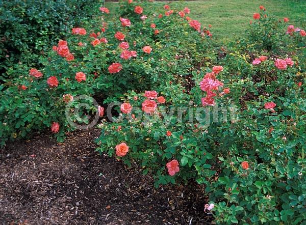 Salmon blooms; Deciduous; Broadleaf