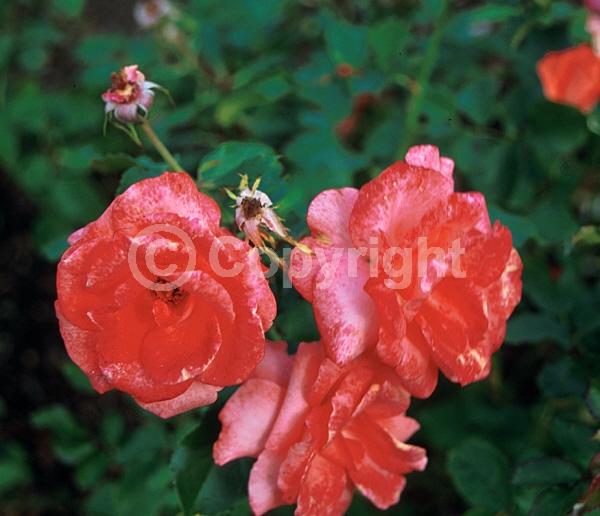 Salmon blooms; Deciduous; Broadleaf