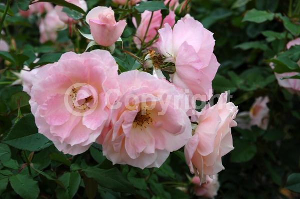 Pink blooms; Deciduous; Broadleaf
