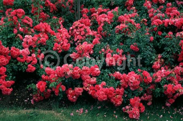 Red blooms; Salmon blooms; Deciduous; Broadleaf