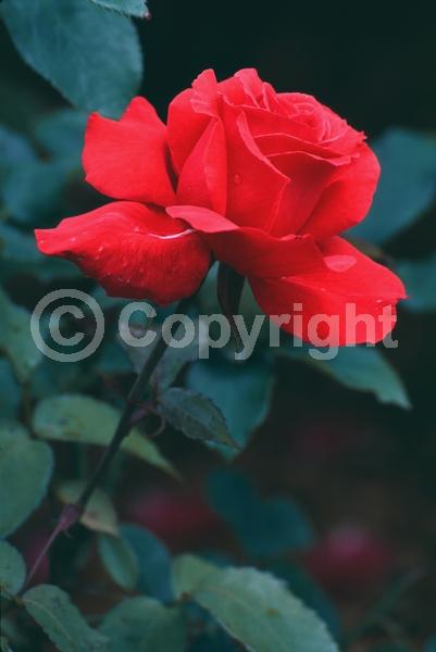 Red blooms; Deciduous; Broadleaf
