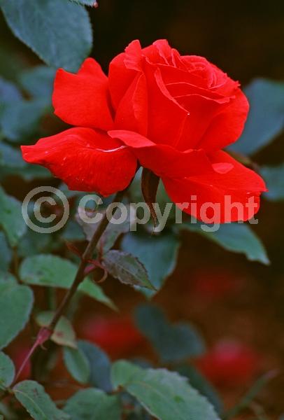 Red blooms; Deciduous; Broadleaf