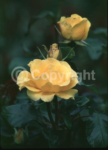 Yellow blooms; Deciduous; Broadleaf