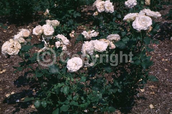 White blooms; Deciduous; Broadleaf
