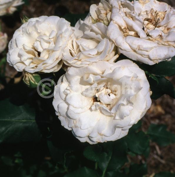 White blooms; Deciduous; Broadleaf