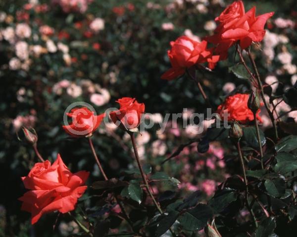 Red blooms; Deciduous; Broadleaf