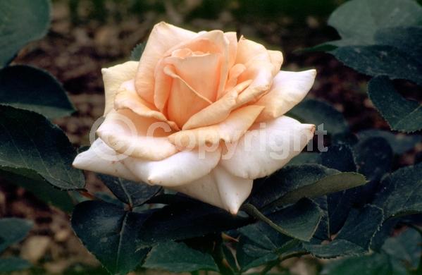 Orange blooms; Salmon blooms; Deciduous; Broadleaf