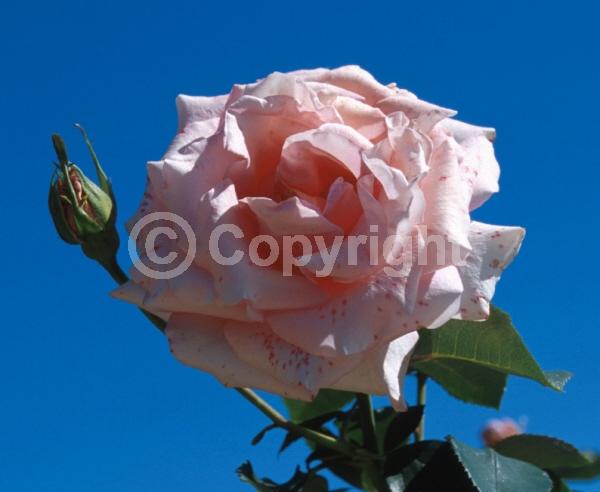 Orange blooms; Salmon blooms; Deciduous; Broadleaf