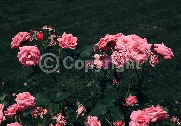 Pink blooms; Deciduous; Broadleaf