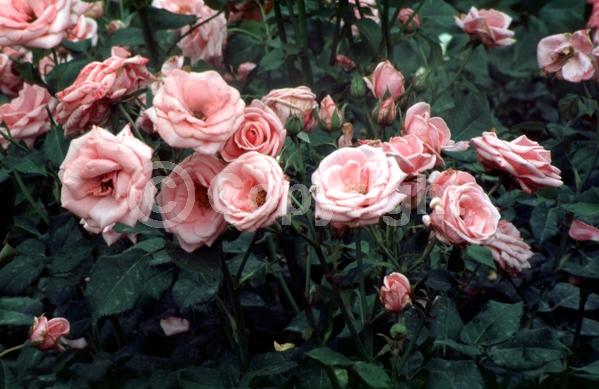 Pink blooms; Deciduous; Broadleaf