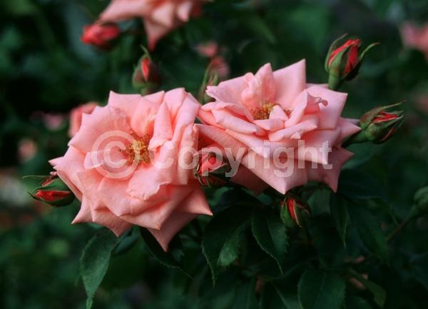 Pink blooms; Deciduous; Broadleaf