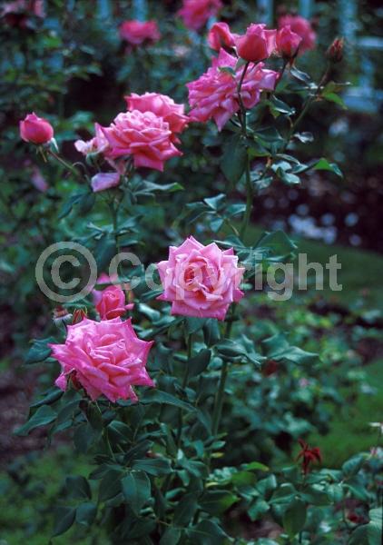 Pink blooms; Deciduous; Broadleaf