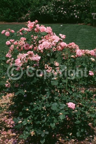 Pink blooms; Deciduous; Broadleaf