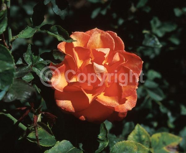 Orange blooms; Yellow blooms; Deciduous; Broadleaf