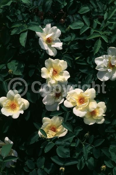 Yellow blooms; Deciduous; Broadleaf