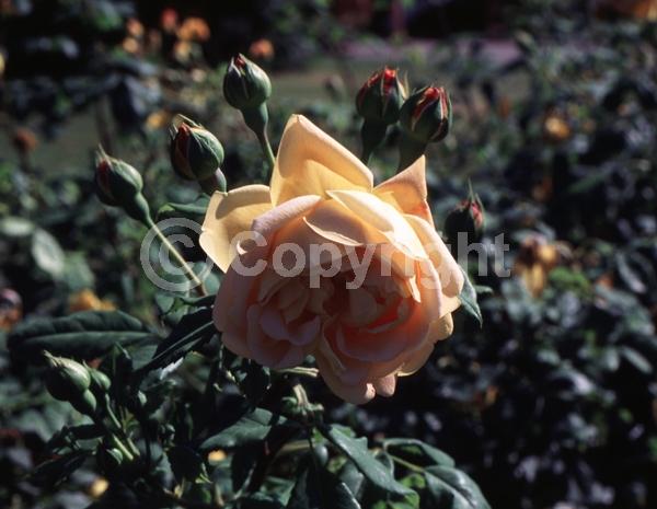 Yellow blooms; Deciduous; Broadleaf