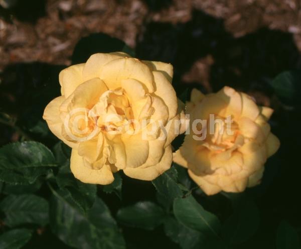 Yellow blooms; Deciduous; Broadleaf