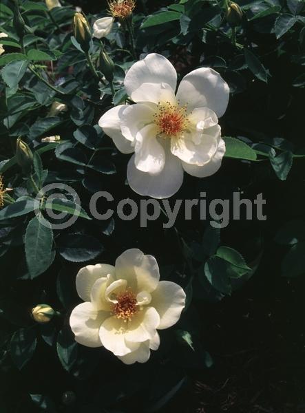Yellow blooms; Deciduous; Broadleaf