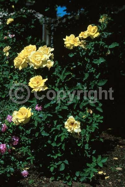 Yellow blooms; Deciduous; Broadleaf