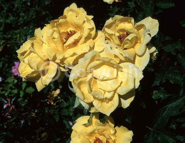 Yellow blooms; Deciduous; Broadleaf