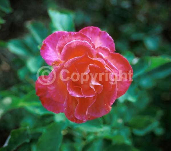 Orange blooms; Salmon blooms; Deciduous; Broadleaf