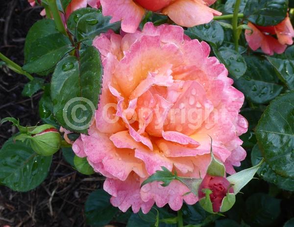 Orange blooms; Pink blooms; Deciduous